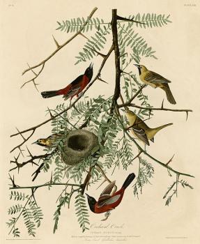 John James Audubon : Orchard oriole